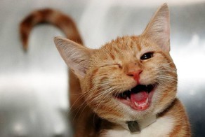 Улыбки, перед которыми невозможно устоять