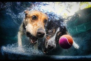  Веселые собаки 