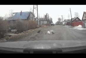 Ворона троллит кота