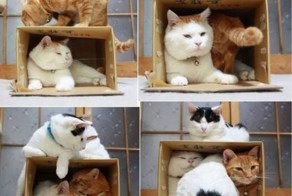 30 веселых фотографий с животными