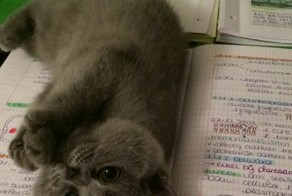 Зверюшки требуют внимания