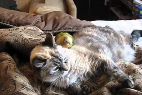 Терпеливый кот