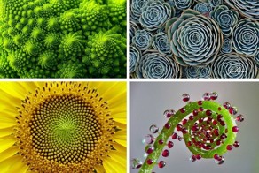 15 растений для тех, кто любит симметрию