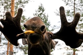 Бесплатный фотоприкол