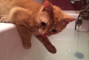 Рязанский Балбес