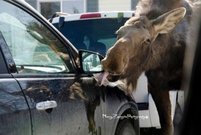 Фото прикол