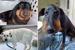 Попытка съесть пчелу - не самая лучшая собачья идея