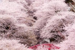 Шикарное фото