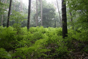 Из-за разбитого сердца, серб уже 18 лет живет в лесу на дереве