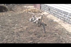 Драка кота и собаки