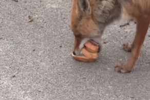 Лиса из Чернобыля делает себе бутерброд