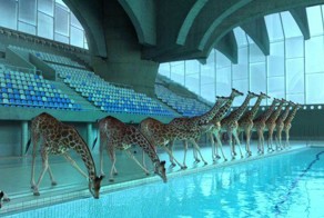 Смешной мультфильм о прыжках в воду команды жирафов