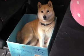 Собака старается не замечать, что размер её картонной кроватки все время уменьшается