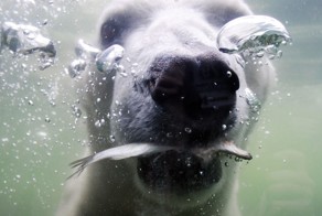 Животные под водой