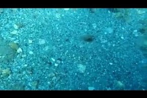 Искусство маскировки