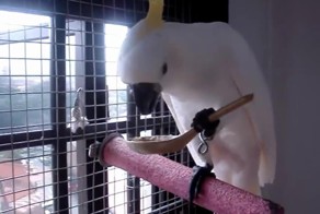 Культурные попугаи