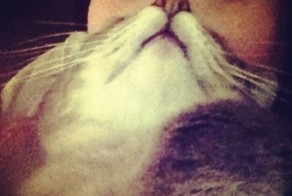 Новое &quot;движение&quot; - Борода из... Кота!