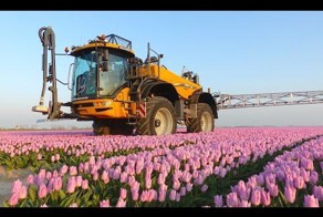 Как поливают огромные тюльпановые поля в Голландии