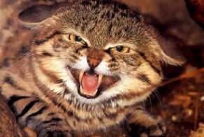 Темная сторона котов