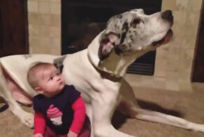 Дети и животные