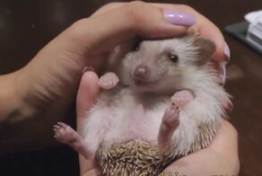 Милый ушастый ежик и собака