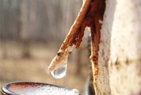 Сбор березового сока с собакой и мешками