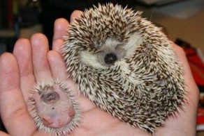 Животные и их крохотные двойники