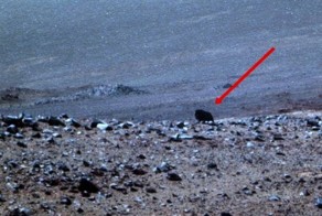 Mars Exploration Rover  обнаружил на Марсе живое существо