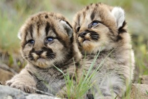 В парке "Тайган" начался бэби-бум