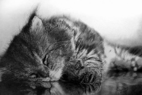 Фотографические рисунки кошек