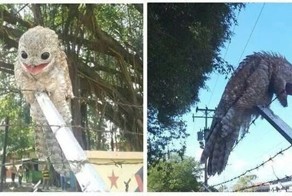 Исполинский козодой