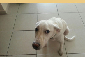 Как пес отплатил своему хозяину за спасение