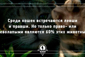 10 интересных фактов о кошачьих