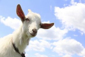 21 вдохновляющая цитата козочек