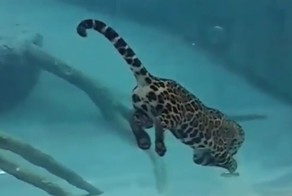 Ягуар совершенно не боится воды