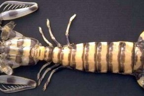 Водяной монстр