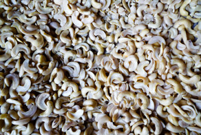 Как растет кешью