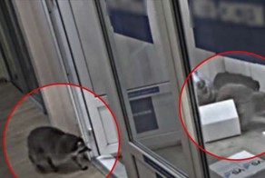 Еноты-дебоширы поскандалили в Москве