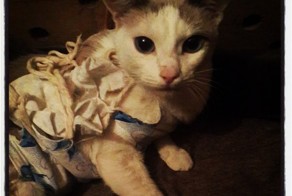 Видно, ее собаки драли, а она котят защищала