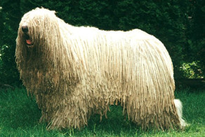 Интересные факты о самых необычных животных мира