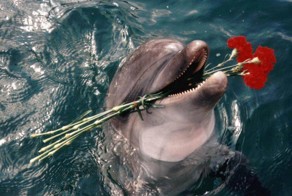 Интересные факты о самых умных животных в мире