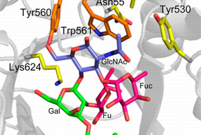 Учёные создали энзим, превращающий любую группу крови в первую