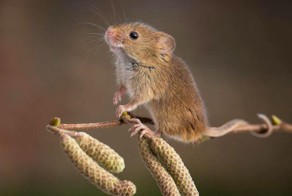 Фото милых мышат