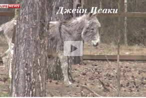 Джейн Псаки уживается только с козлами и баранами