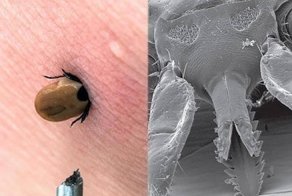 Клещи с голубыми глазами