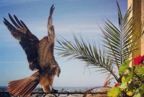 Фотоприкол бесплатно