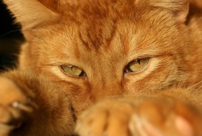 История одного доброго кота