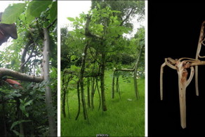 Как вырастить мебель