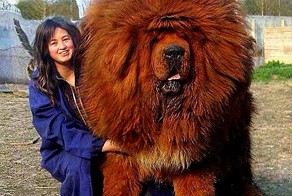 Вот это собака!