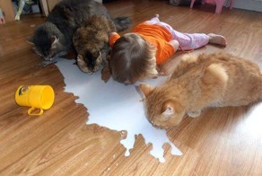 Дружно пили молоко.